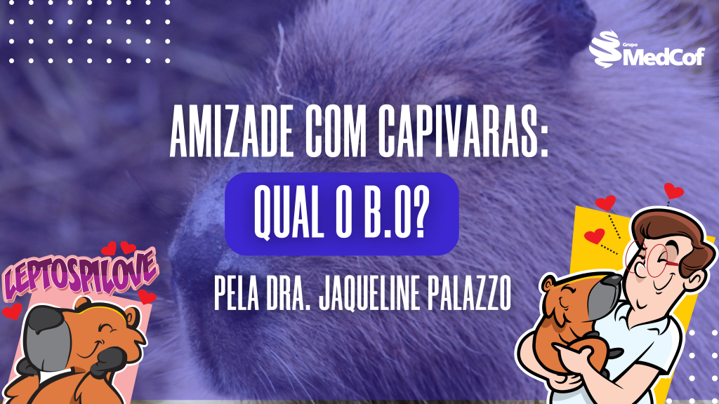 Capivaras: qual o B.O? febre maculosa sintomas, sintomas de febre maculosa, o que é febre maculosa, carrapato febre maculosa, carrapato da febre maculosa, febre maculosa carrapato