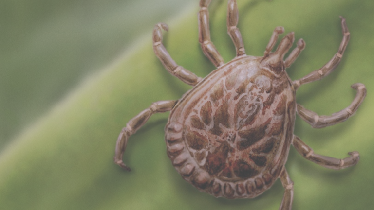 febre maculosa em campinas, febre maculosa tratamento, febre maculosa brasileira, tratamentos para febre maculosa, febre maculosa prevenção, tratamento febre maculosa, exame febre maculosa