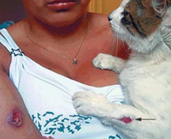 doença de gato esporotricose fotos, esporotricose felina fotos, foto de gato com esporotricose, fotos de gatos com esporotricose