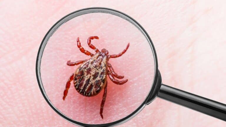 Febre Maculosa: saiba a transmissão, sintomas, tratamento e prevenção
