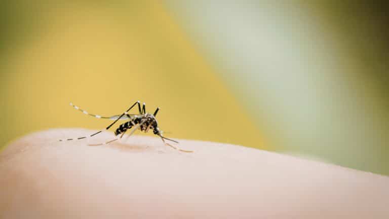 Vacina da dengue é ampliada para crianças e adolescentes de 10 a 14 anos em todos os municípios do Brasil