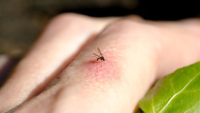 imagem mostra uma mão com um mosquito picando um dedo