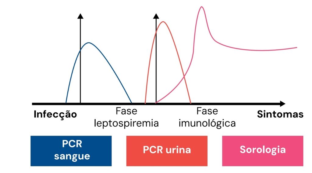 Gráfico mostrando a evolução da leptospirose, com detecção por PCR no sangue, PCR na urina e sorologia ao longo das fases de infecção, leptospiremia e resposta imunológica.