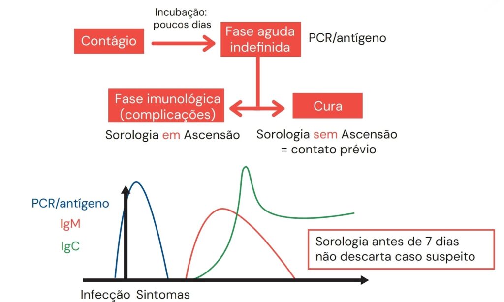 Fluxograma e gráfico de evolução da infecção viral, mostrando fases de contágio, incubação, fase aguda, resposta imunológica com IgM e IgG, testes de PCR/antígeno e sorologia.
