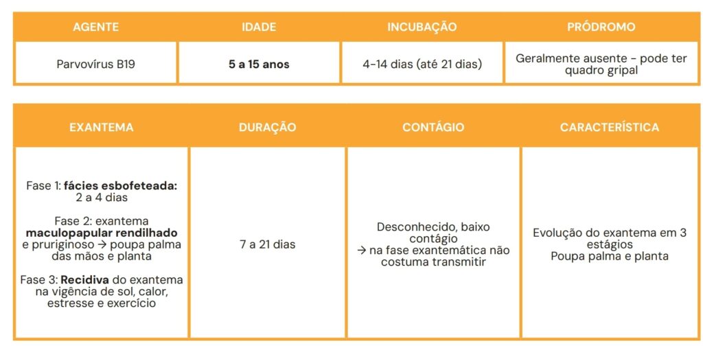 Tabela explicativa sobre a infecção por Parvovírus B19, com resumo objetivo sobre características clínicas e epidemiológicas. Dados incluem os principais afetados (faixa etária de 5 a 15 anos), período de incubação (4 a 14 dias, podendo se estender até 21 dias), pródromo geralmente ausente (com possível quadro gripal) e evolução clínica do exantema. O exantema ocorre em três fases: fácies esbofeteada (2-4 dias), exantema maculopapular rendilhado pruriginoso (poupando palma das mãos e planta dos pés) e recidiva desencadeada por fatores externos. A duração varia entre 7 e 21 dias, e na fase exantemática há baixo risco de contágio. Destaque para a característica diferenciada de evolução do eritema em três estágios bem definidos.