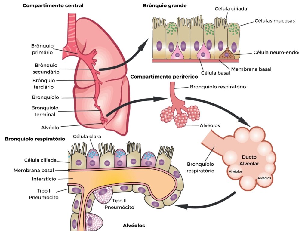 Ilustração anatômica e histológica do pulmão humano, destacando os compartimentos central e periférico, brônquios, bronquíolos, ductos alveolares e alvéolos, com células ciliadas, mucosas, basais e pneumócitos tipo I e II.