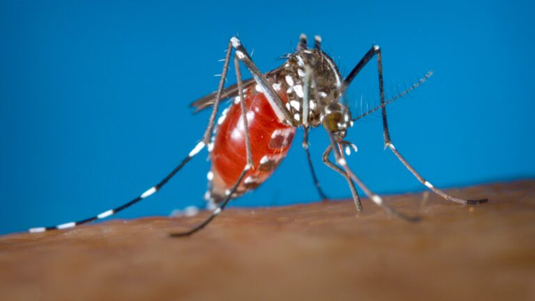 Método Wolbachia: novas ondas de dengue e como combatê-las