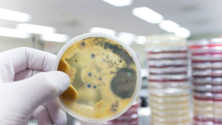 São Paulo registra 15 casos de superfungo resistente a medicamentos