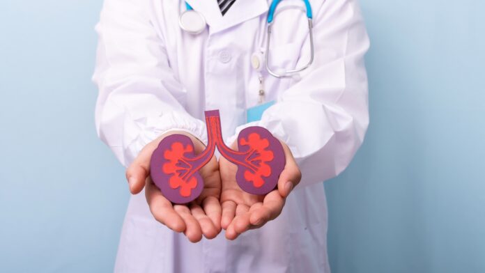 Médico com uma figura representando rins na mão.