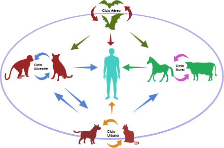 Diagrama ilustrando zoonoses e transmissão de patógenos entre humanos e animais. Figura central com um ser humano azul interligado a ciclos: morcegos (ciclo aéreo), cães e macacos (ciclo silvestre), cavalos e gado (ciclo rural), e gatos (ciclo urbano). Setas indicam transmissão bidirecional. Estrutura oval representa o impacto ambiental nas relações entre seres humanos e animais