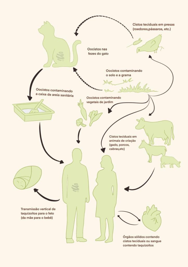 Ciclo de Transmissão da Toxoplasmose: diagrama ilustrando como os gatos desempenham papel fundamental na liberação de oocistos pelas fezes, contaminando solo, vegetais, água e animais de presas (roedores e pássaros). Humanos podem contrair toxoplasmose via alimentos mal higienizados, carne mal passada ou contato com solo contaminado. Mulheres grávidas ilustram o perigo da transmissão vertical (mãe para feto). A imagem destaca também o consumo de carne de animais infectados e órgãos com cistos teciduais como formas adicionais de contaminação.






