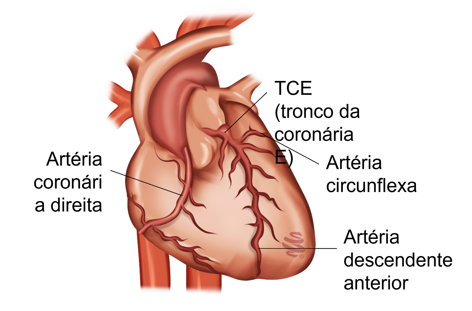 infarto-de-ventr-culo-direito-condutas-no-iam-medcof