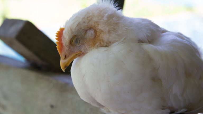 Gripe Aviária: entenda o cenário brasileiro