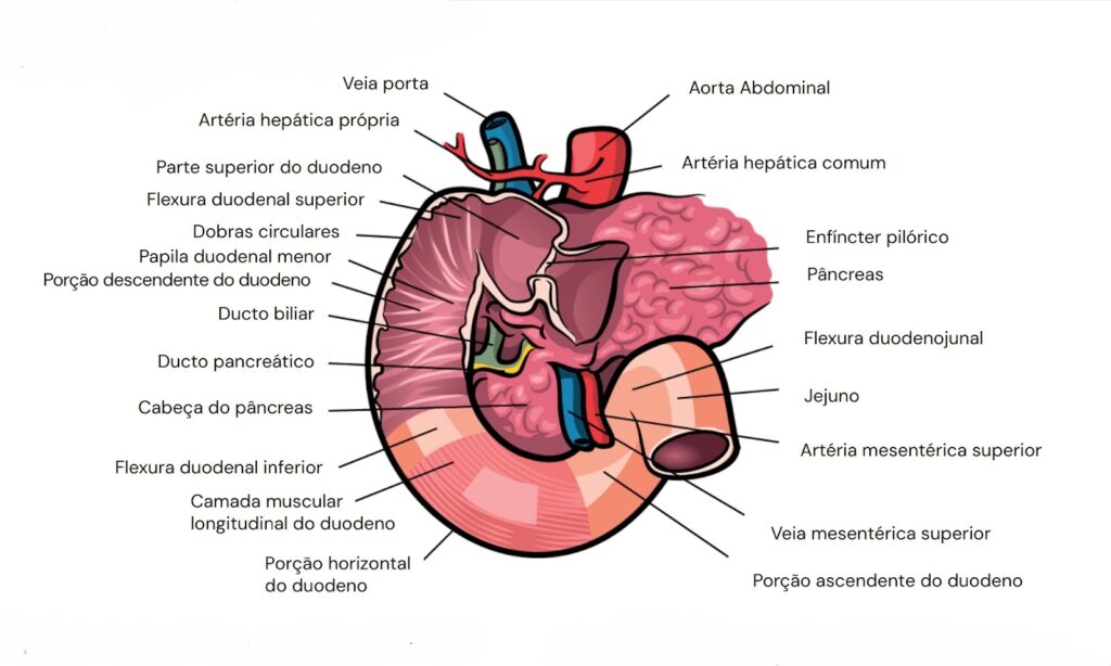 Anatomia da Hemorragia Digestiva Alta: Fatores de Risco e Estruturas Acometidas Estudo detalhado sobre a anatomia do trato digestivo superior, enfatizando locais comuns afetados por Hemorragia Digestiva Alta (HDA). Descubra como o estômago, duodeno, pâncreas e estruturas vasculares, como a veia porta e artéria mesentérica superior, estão envolvidos. Explore os pontos anatômicos relacionados à natureza das lesões ulcerativas, perfurações e esofagopatias que podem causar HDA. Essa representação esquemática organiza de forma clara as conexões entre as áreas vasculares e digestivas, evidenciando os processos de fluxo sanguíneo e possíveis fatores causadores de hemorragias no trato gastrointestinal superior.