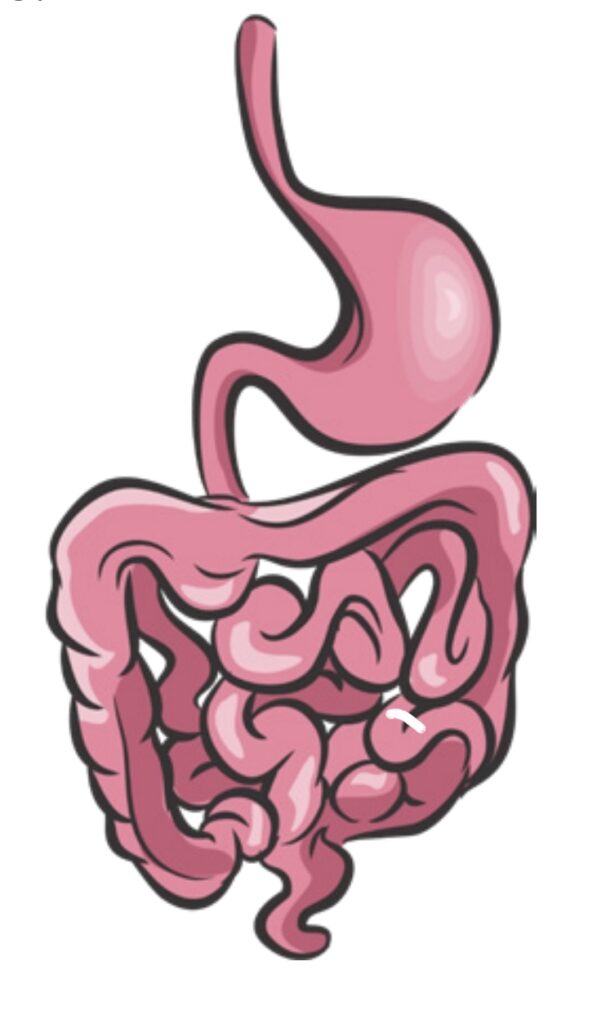 Ilustração colorida do sistema digestório humano, destacando o esôfago, estômago e alças intestinais.