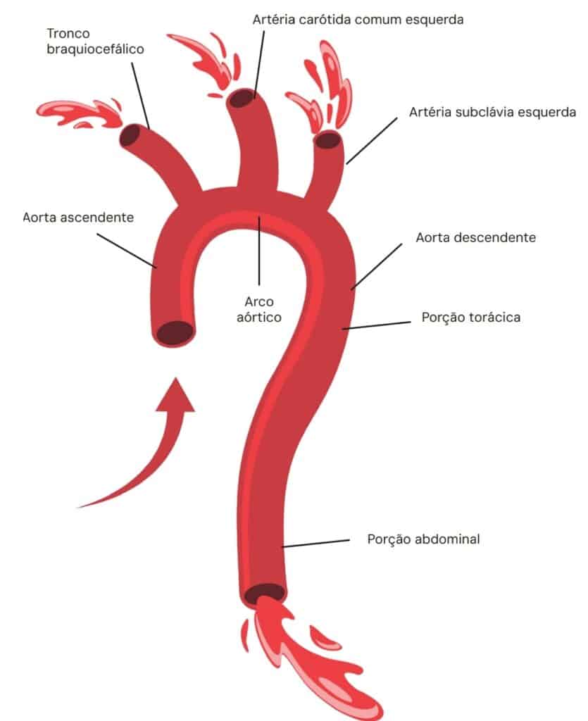 	
Descrição da circulação sanguínea na aorta, incluindo elementos como tronco braquiocefálico, artéria carótida comum esquerda, artéria subclávia esquerda, aorta ascendente, arco aórtico, aorta descendente, porção torácica e abdominal, além de artérias principais.