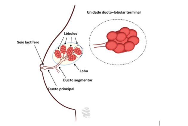 Mastite: Sintomas, Tratamento e Relação com Câncer | Medcof