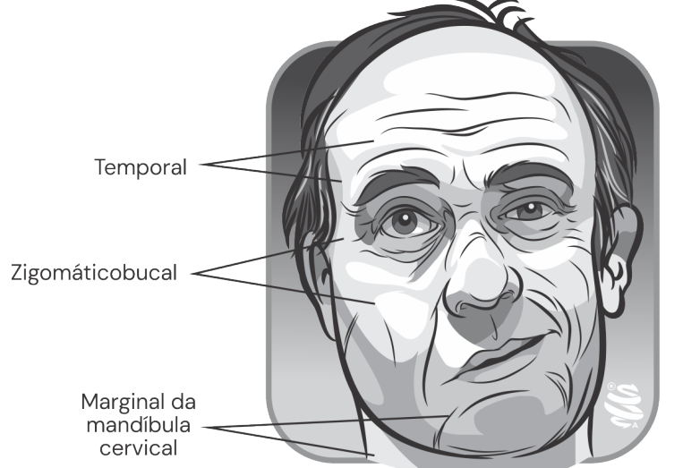 Ilustração de um rosto humano com as divisões da mímica facial.