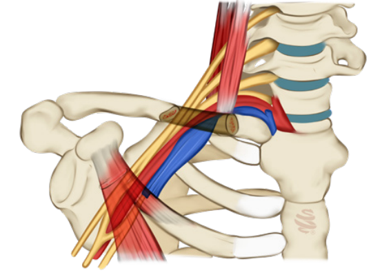 Ilustração anatômica mostrando as estruturas da região do desfiladeiro torácico, incluindo nervos, vasos sanguíneos e músculos próximos à clavícula e às vértebras cervicais.