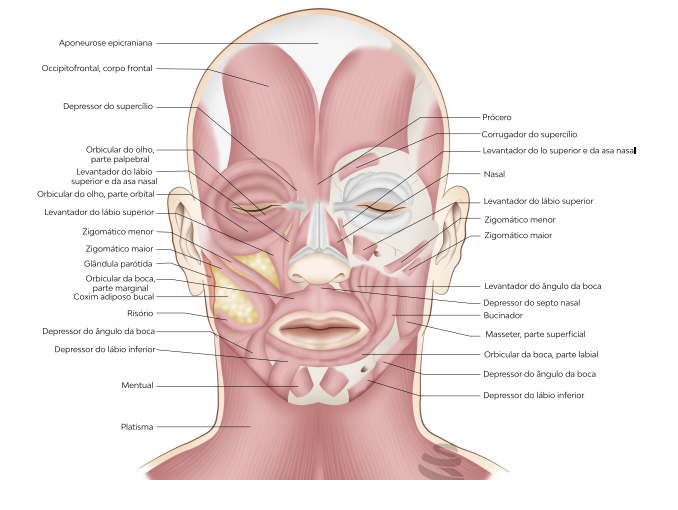 Ilustração dos músculos da face com suas denominações anatômicas.