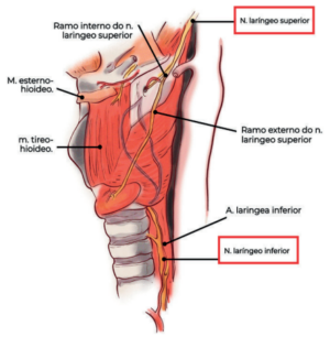 Doenças da Faringe e Laringe: principais patologias, sintomas e ...