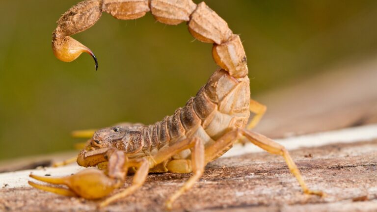 Ministério da Saúde publica atualização do PCDT sobre Acidentes Escorpiônicos