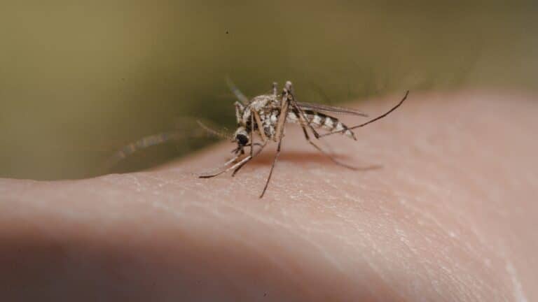 Doenças Negligenciadas: Esquistossomose, PLECT, Leishmaniose, Doença de Chagas e mais!