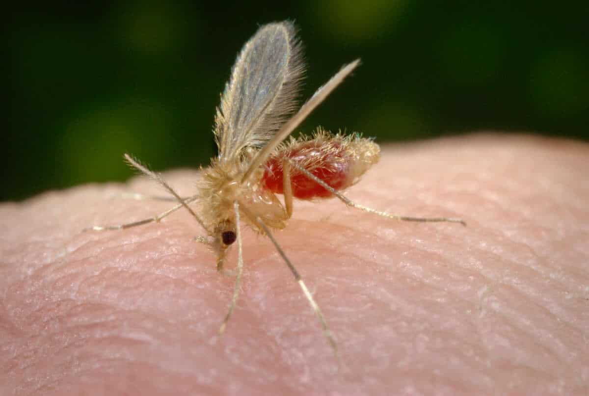 Plect Doenças Negligenciadas: Esquistossomose, PLECT, Leishmaniose, Doença de ...