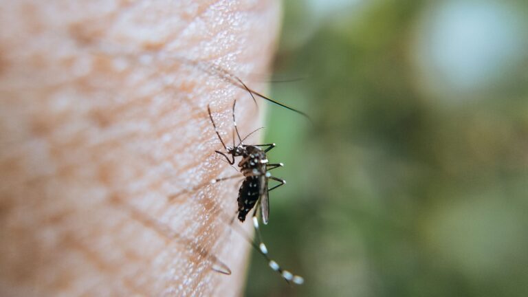Mato Grosso do Sul concentra 60% das mortes por chikungunya no Brasil